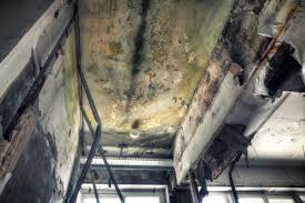 Best Forensic Mold Investigation  in Port Ewen, NY